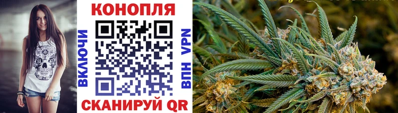 Конопля сатива Канск